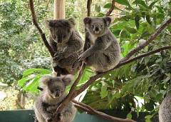 Koala_Park_Sanctuary.jpg